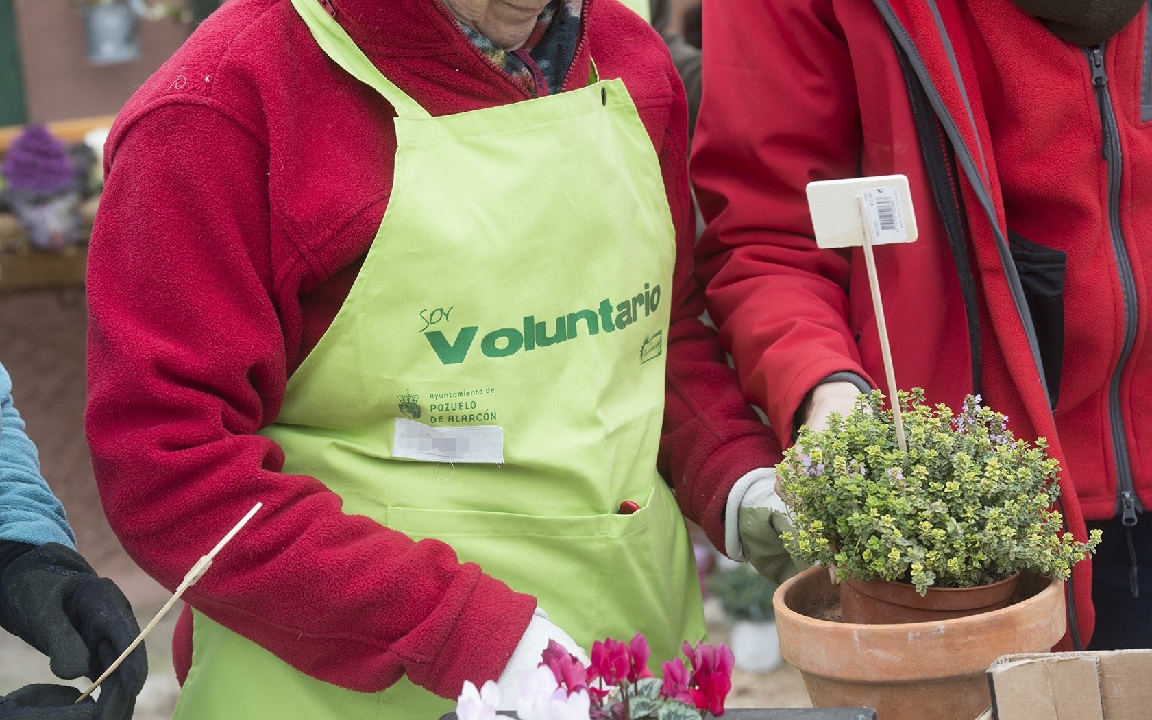 voluntario