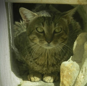 gato