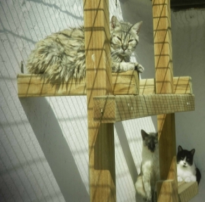 gato 3