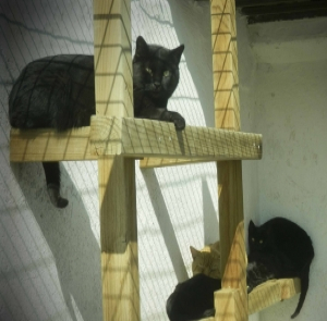 gato 2