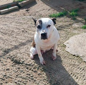 Perrito en adopción