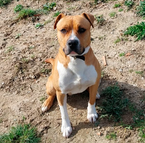 Perrito en adopción