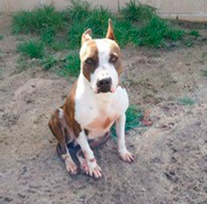 Perrito en adopción