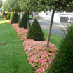 Seto de sunpatiens (Se abre en ventana nueva)
