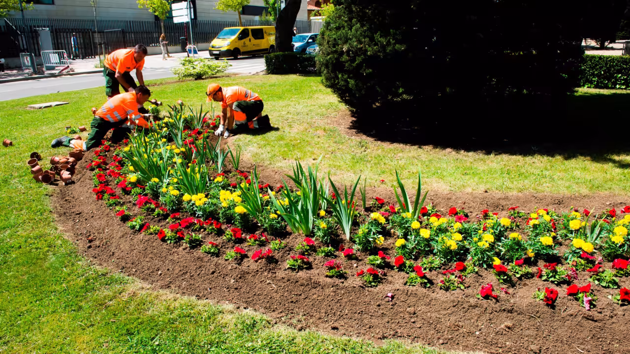 Plantación de flores