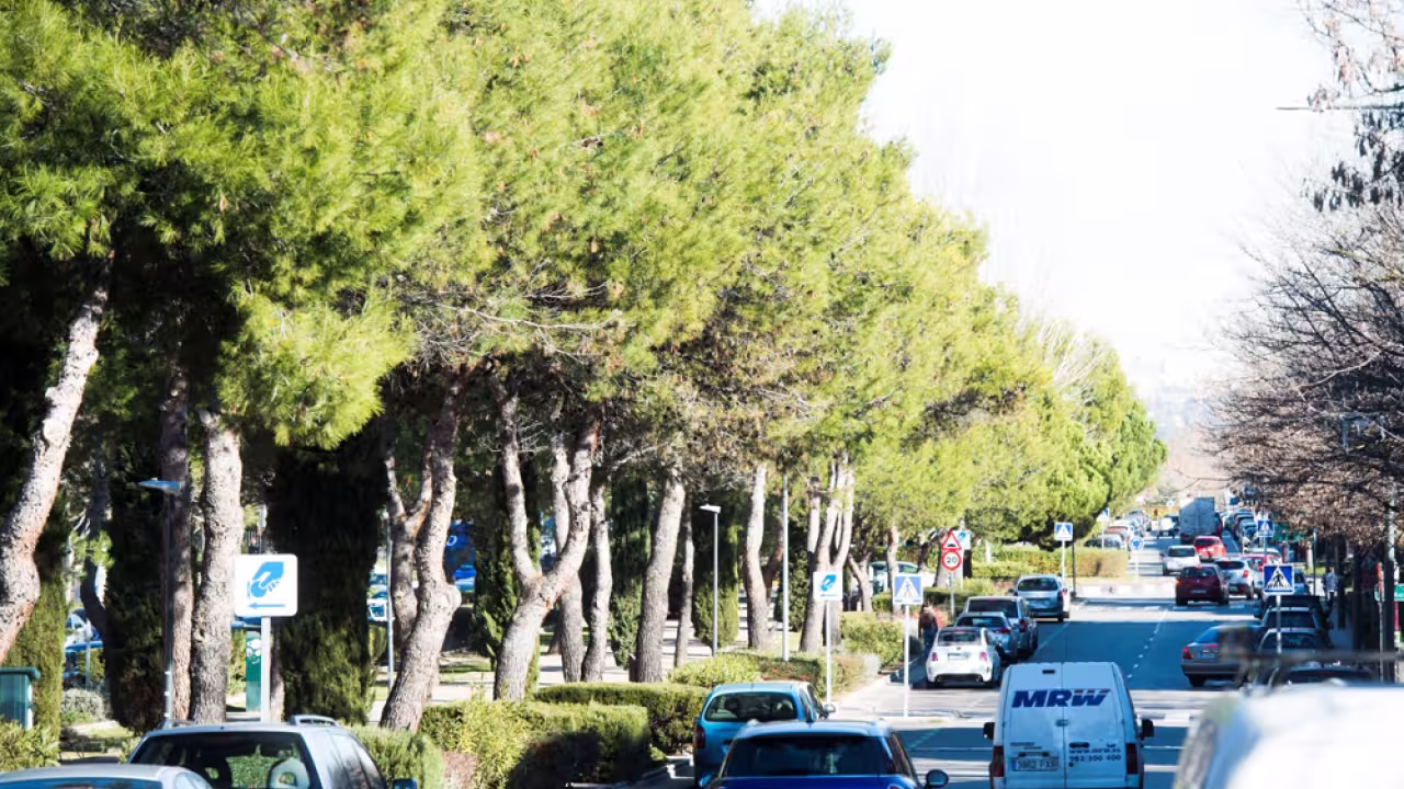 Arbolado de Pozuelo de Alarcón