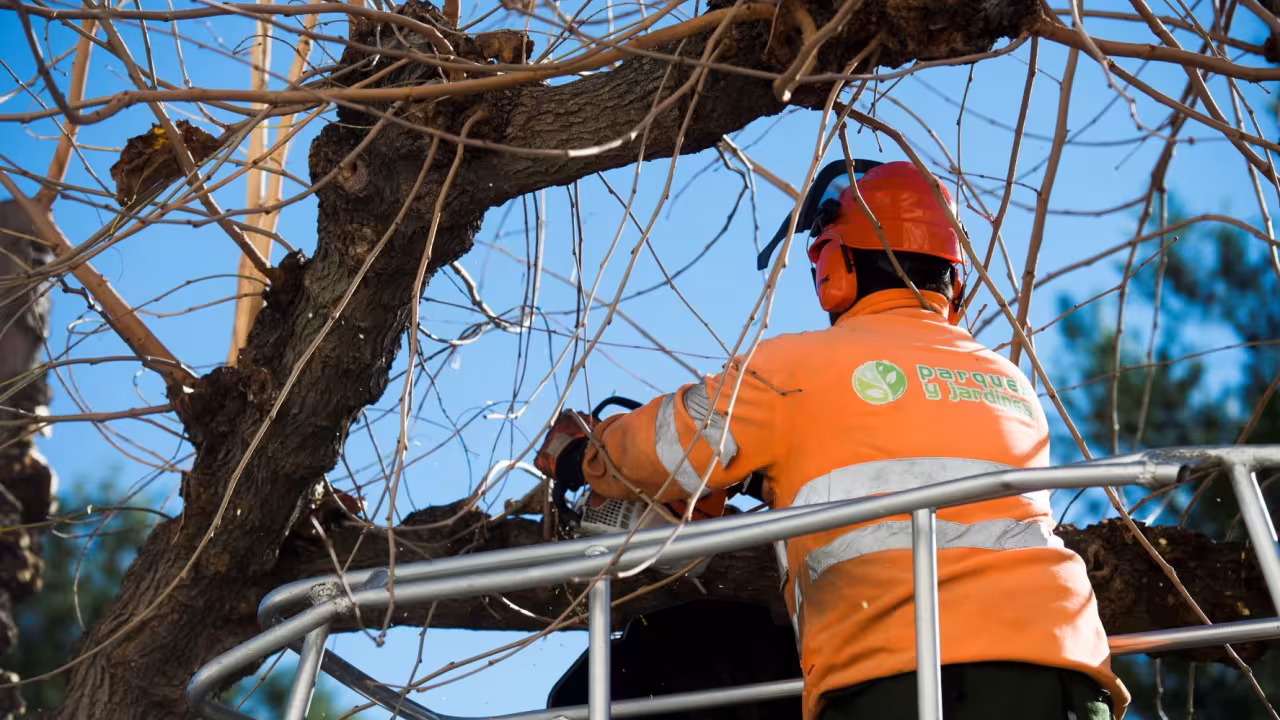 Operario realizando la poda de árboles municipales