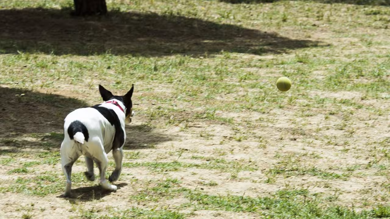 Área canina en el Parque Cerro de los Perdigones de Pozuelo