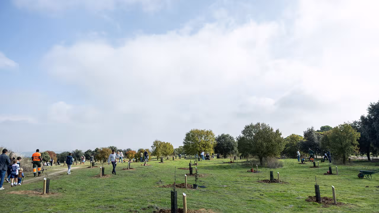 Plantación de árboles en Pozuelo de Alarcón